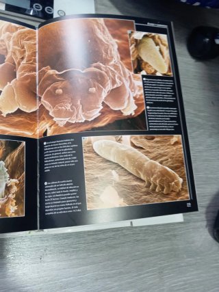 Enciclopedia Completa de los Insectos