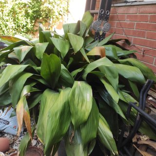Plantas de jardín bien cuidadas