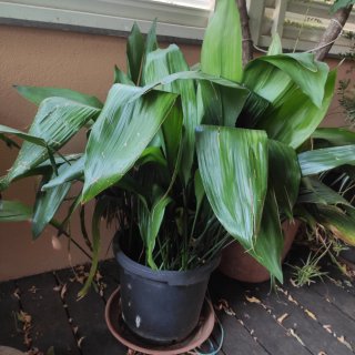 Plantas de jardín bien cuidadas