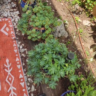 Plantas de jardín bien cuidadas