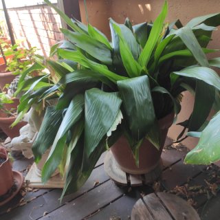 Plantas de jardín bien cuidadas