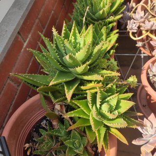 Plantas de jardín bien cuidadas