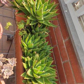 Plantas de jardín bien cuidadas