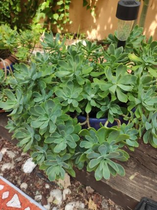 Plantas de jardín bien cuidadas