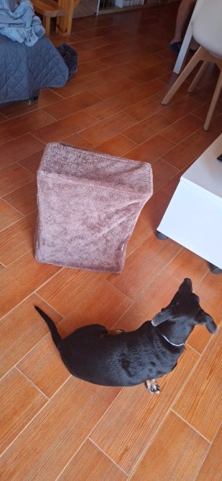 Escalera para perros PawHut gris y morado