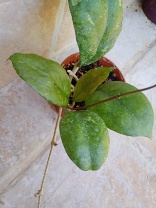 Hoya