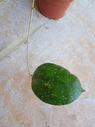 Hoya