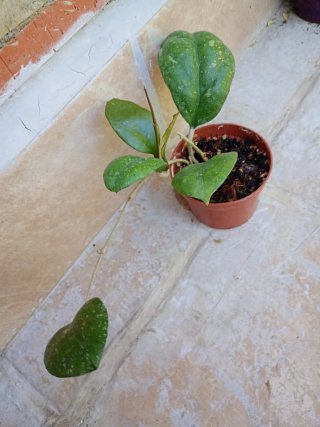 Hoya