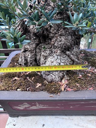 BONSAI OLIVO