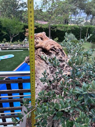 BONSAI OLIVO