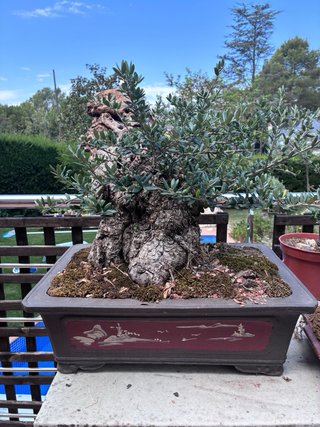 BONSAI OLIVO