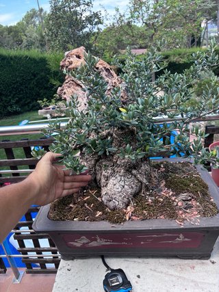 BONSAI OLIVO
