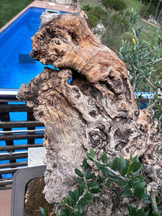 BONSAI OLIVO