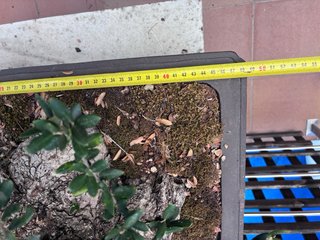 BONSAI OLIVO