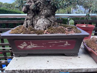 BONSAI OLIVO