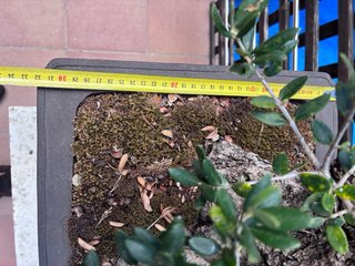 BONSAI OLIVO