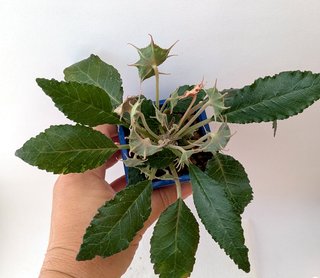 Dorstenia horwoodii con caudex