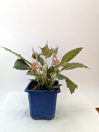 Dorstenia horwoodii con caudex