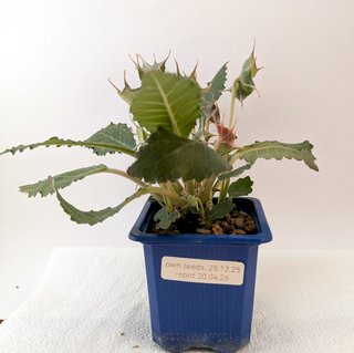 Dorstenia horwoodii con caudex