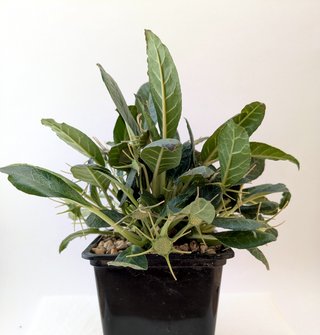 Dorstenia foetida grande
