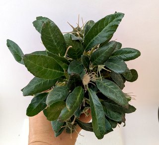 Dorstenia foetida grande