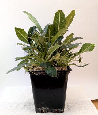 Dorstenia foetida grande