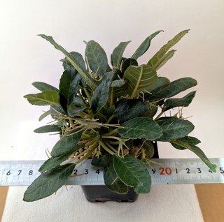 Dorstenia foetida grande