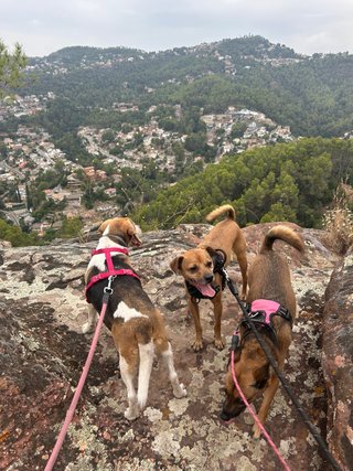 Cuidadora y paseadora de animales con experiencia