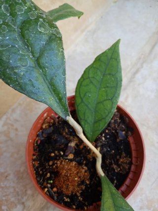 Hoya
