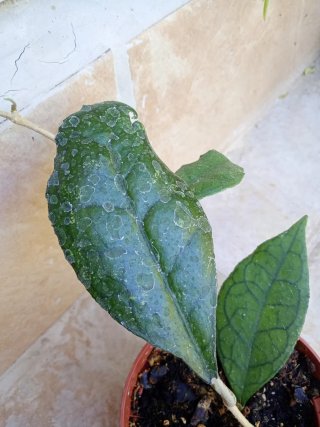 Hoya