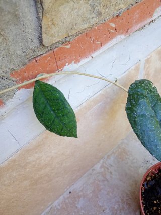 Hoya