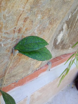 Hoya