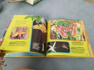 Mi primer gran libro de bichos