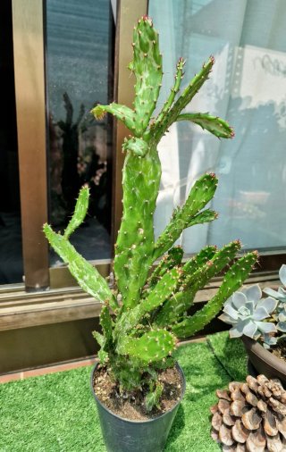 Cactus Opuntia Variegada Variegated Joseph's Coat