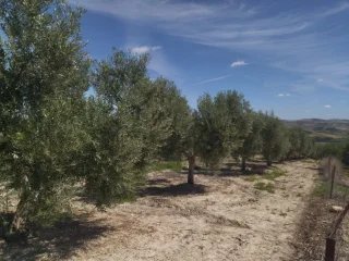 FINCA CON 2500 OLIVOS EN SEVILLA 9 HECTAREAS