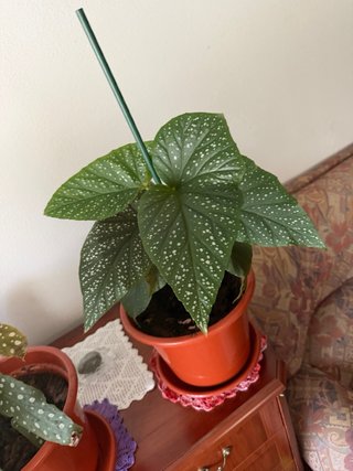 Planta Begonia Maculata con maceta
