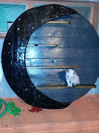 Estantería de pared luna