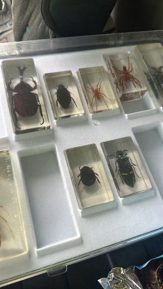 coleccion de bichos en resina cristal