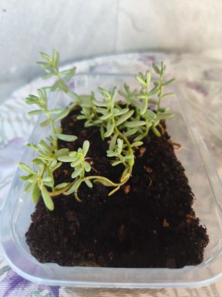 Sedum Album - Planta Suculenta