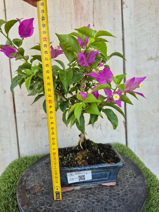 Bonsái Bougainvillea Glabra 5A1