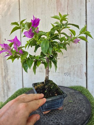 Bonsái Bougainvillea Glabra 5A1