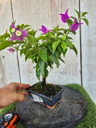 Bonsái Bougainvillea Glabra 5A1