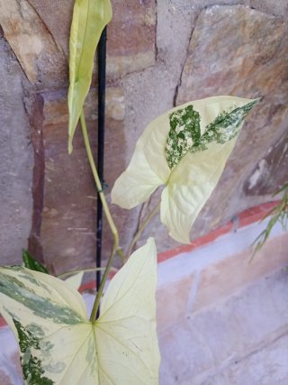 Syngonium albo variegata