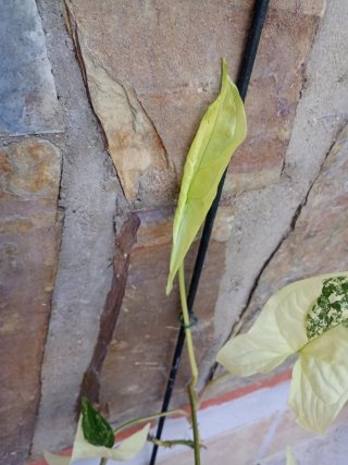 Syngonium albo variegata