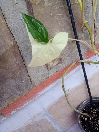 Syngonium albo variegata