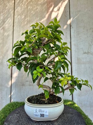Bonsái Bougainvillea Spectabilis 9A1