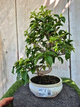 Bonsái Bougainvillea Spectabilis 9A1