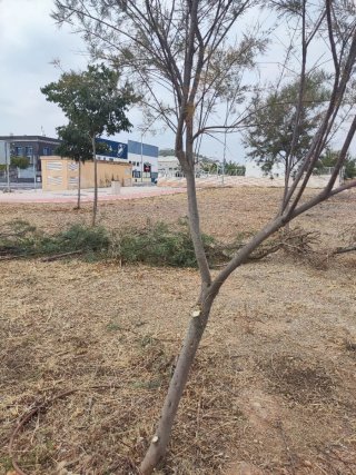 Limpieza de parcelas y jardín teléfono 632139961