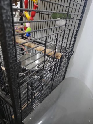 Jaula grande para loros, agapornis, periquitos