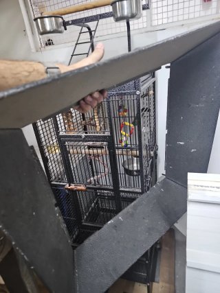 Jaula grande para loros, agapornis, periquitos